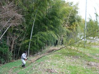 竹の伐採１
