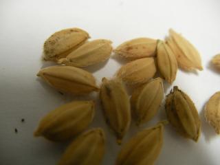 ハッピーヒルの種籾